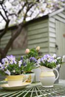 Spring flowers in pots on garden table