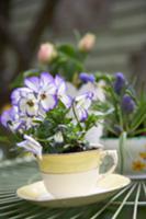 Violas planted in teacup on garden table