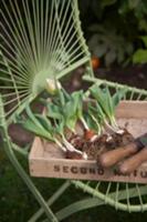 Tulips with bulbs in wooden box on garden chair