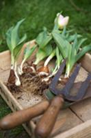 Tulips with bulbs and garden tools in wooden box