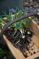 Grape hyacinths and bulbs in wooden trug