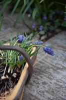 Grape hyacinths and bulbs in wooden trug