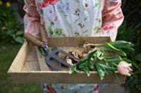 Woman holding wooden box containing tulips and gar