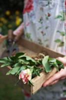 Woman holding wooden box with tulips