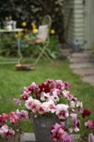 Pansies flowering in garden