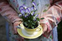 Woman holding violas planted in teacup