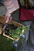 Woman carrying wooden trug with grape hyacinths