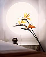 Bird of paradise stems in front of circular wall l