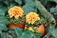 Autumnal arrangement with apples as vases decorate