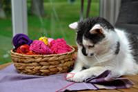 Cat playing with wool next to basket