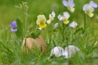 Violas in egg shell vase on lawn