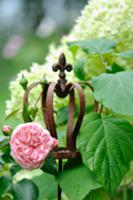 Roses & hydrangeas in garden