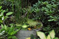 Miniature garden pond in old zinc tub