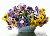 Spring posy of violas, buttercups & forget-me-nots