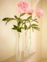 Row of pale pink peonies in narrow glass vases