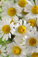 Chamomile flowers (Matricaria chamomilla)