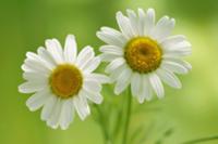 Two chamomile flowers (Matricaria chamomilla)