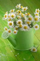 Chamomile flowers (Matricaria chamomilla) in water