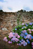 Hydrangeas against a stone wall