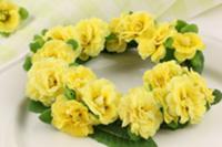 Spring wreath of yellow primulas