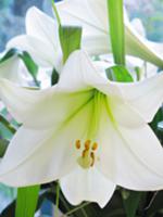 White lily (close-up)