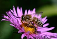 Bee on Michaelmas daisy