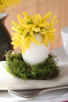 Forsythia in Easter egg on moss as table decoratio