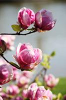 Magnolia blossom on branch