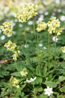 Primulas in garden