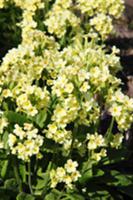 Primulas in a garden