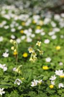 Primulas and wood anemones in garden