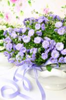 Bouquet of campanula in terrine