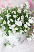 White-flowering plant in terrine