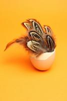 Birds' feathers in an eggshell as Easter decoratio