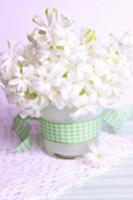 Posy of white hyacinths in vase with checked ribbo