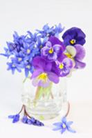 Spring posy of scilla and violas