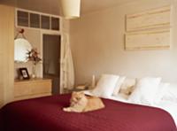 Cat lying on red bedspread in middle of bed