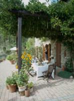 Tea on terrace with creeper-covered pergola adjoin