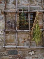 Bunches of dried herbs hanging on wooden lattice i