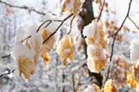 Frozen leaves