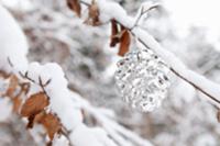 Shiny silver pine cone in snow