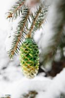 Gold and green pine cone decoration