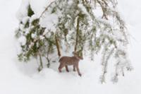 Small deer figure in snow