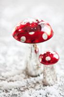 Festive fly agarics