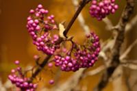 Beautyberry shrub (Callicarpa)