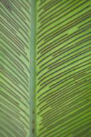 Leaf of bird's nest fern (close-up)