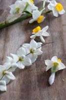 Wiring narcissus flowers for a wreath