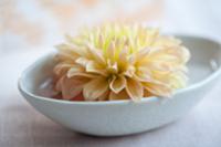 White dahlia bloom in small bowl of water