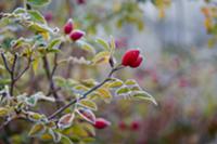 Frosty rosehips on twig