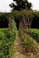 Beanpoles in vegetable patch